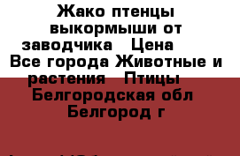 Жако птенцы выкормыши от заводчика › Цена ­ 1 - Все города Животные и растения » Птицы   . Белгородская обл.,Белгород г.